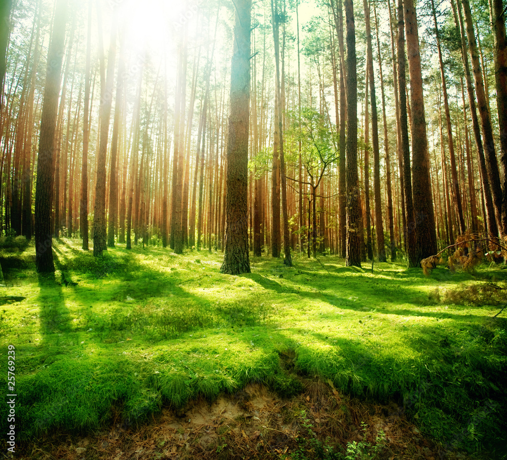 Misty Old Forest