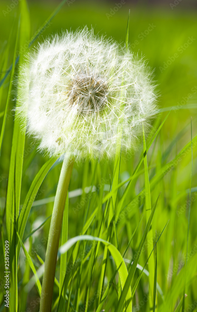 Dandelion in spring green grass