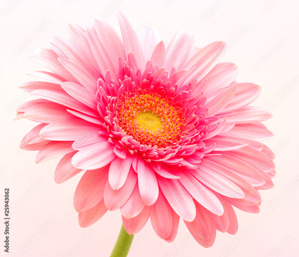 Pink gerbera