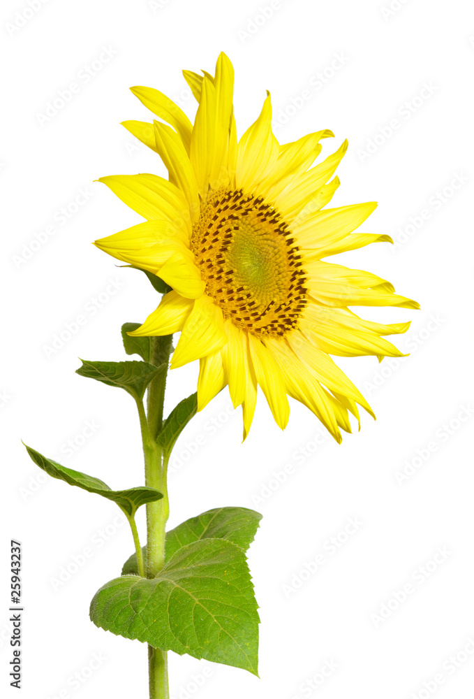 sunflower on white