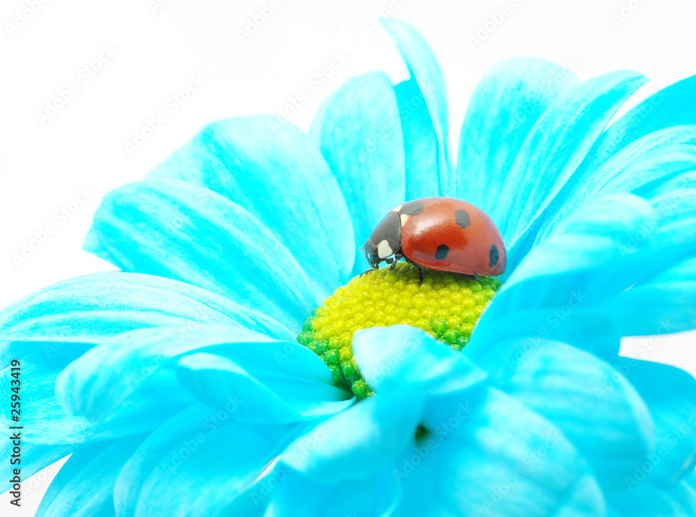 ladybug