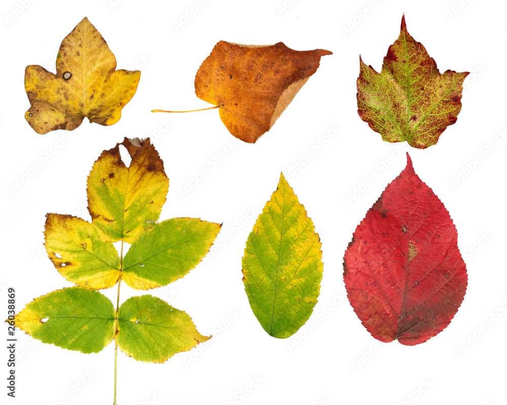 Autumn leaves collection