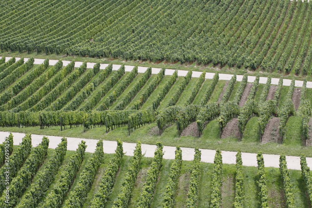 Weinberge in Rüdesheim am Rhein