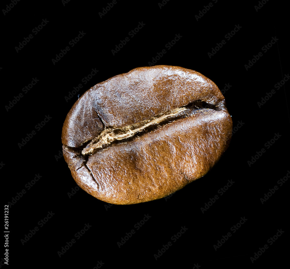 Single Coffee Bean