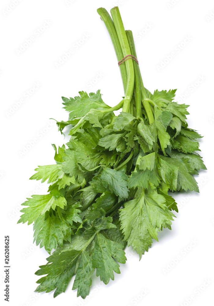 Fresh celery herb