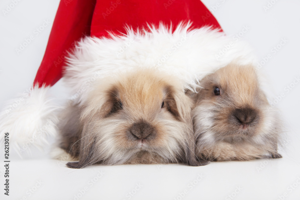 Christmas Rabbits