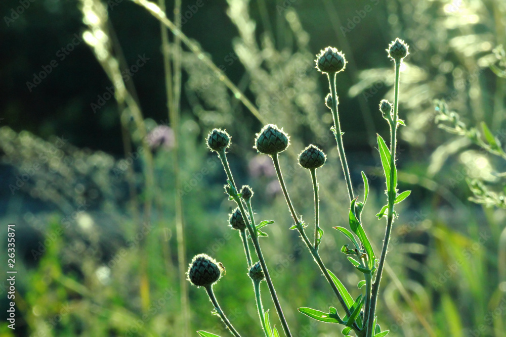 grass in backlight