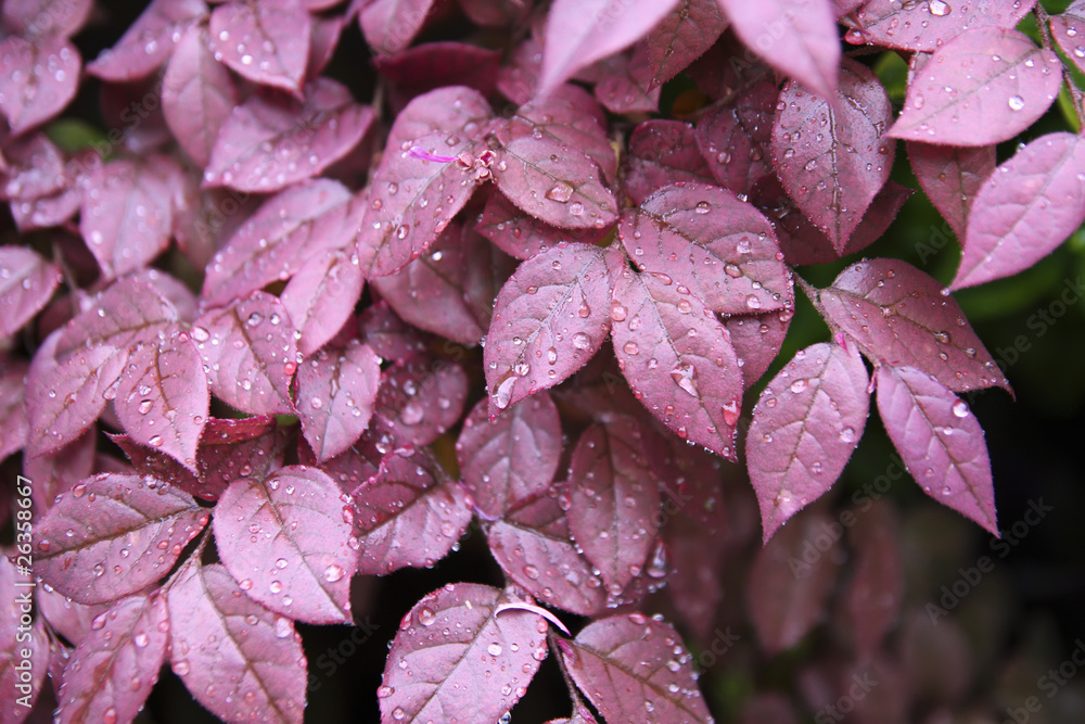 purple leaves background