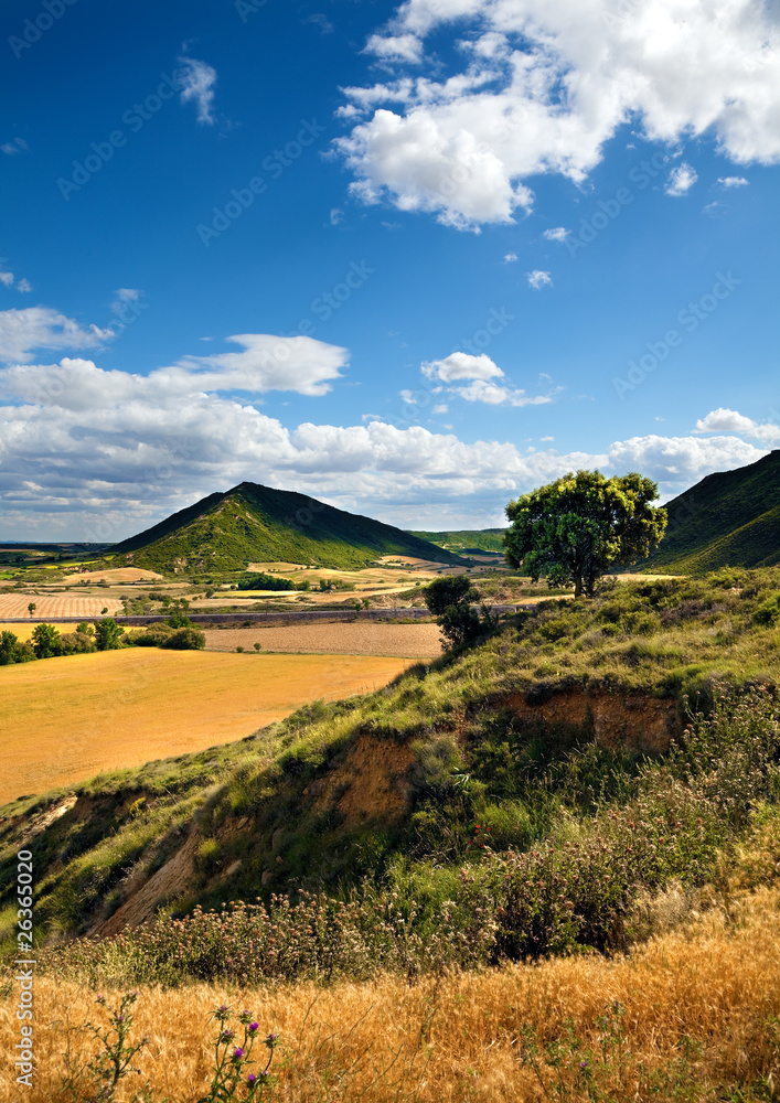 paisaje con campos y arbol