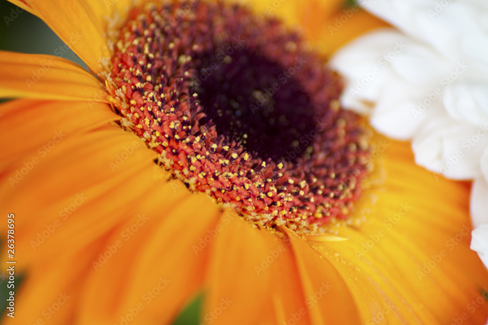 Gerber and other daisy