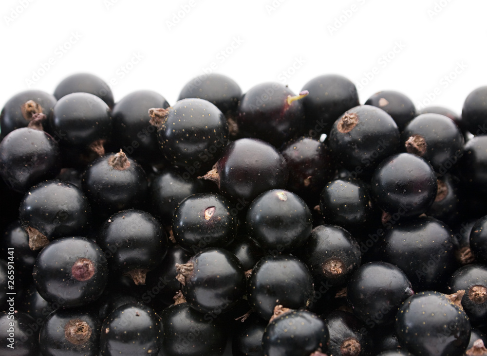 Black currant berry