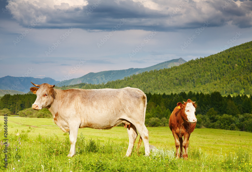 Grazing cows