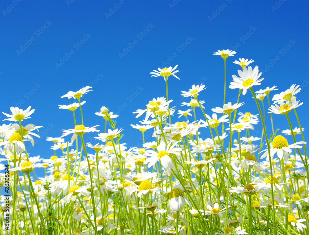 white daisies