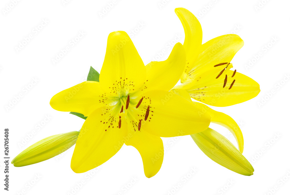 yellow lily