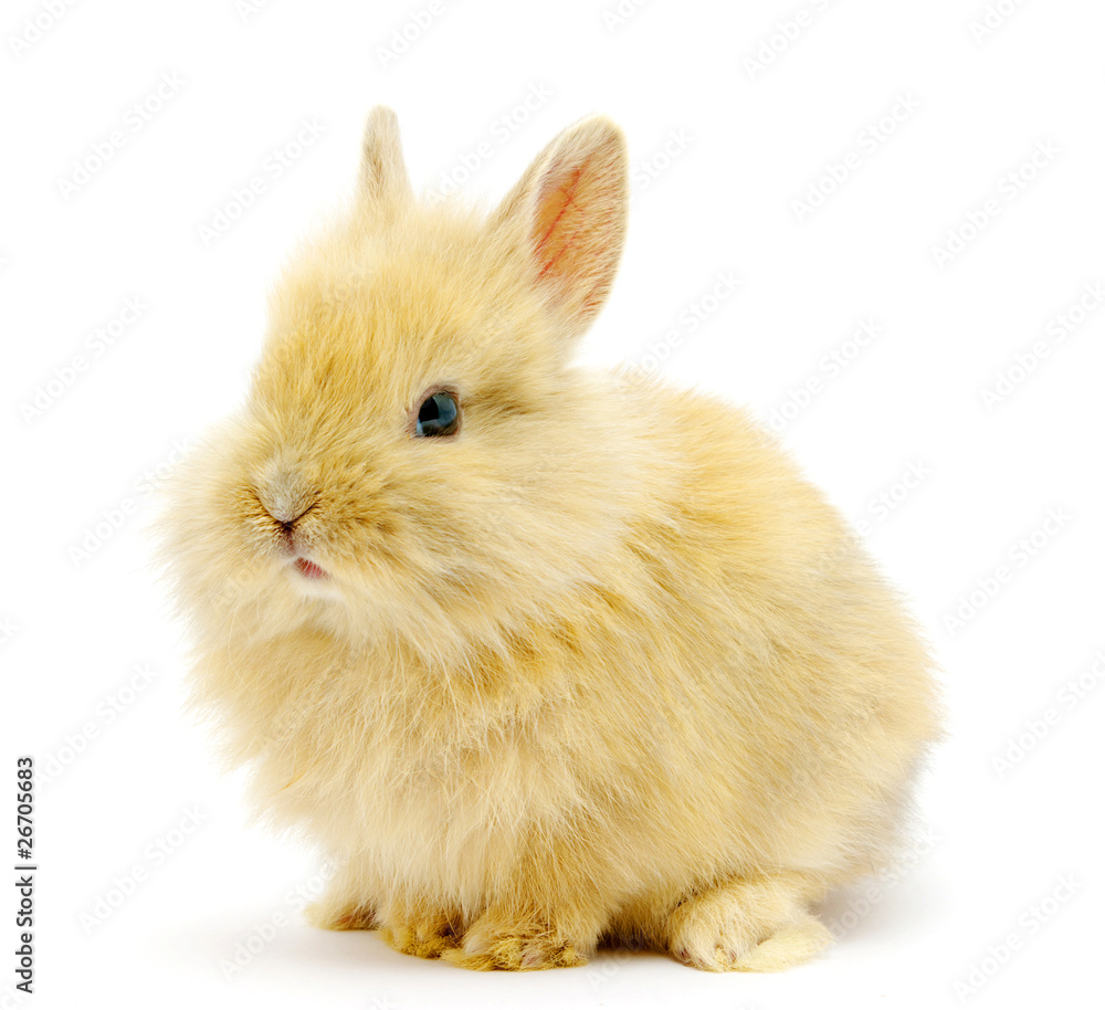 Small brown rabbit