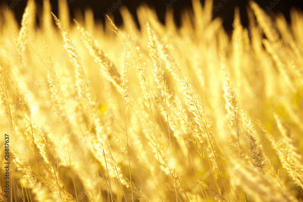 golden grass