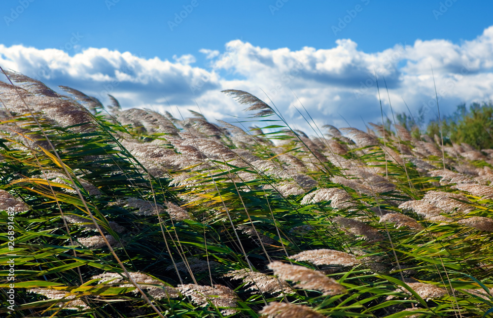 fondo de vegetacion y cielo