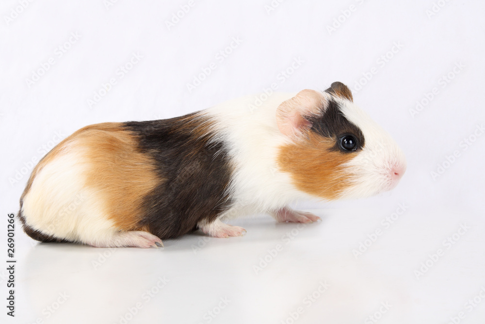 guinea pig