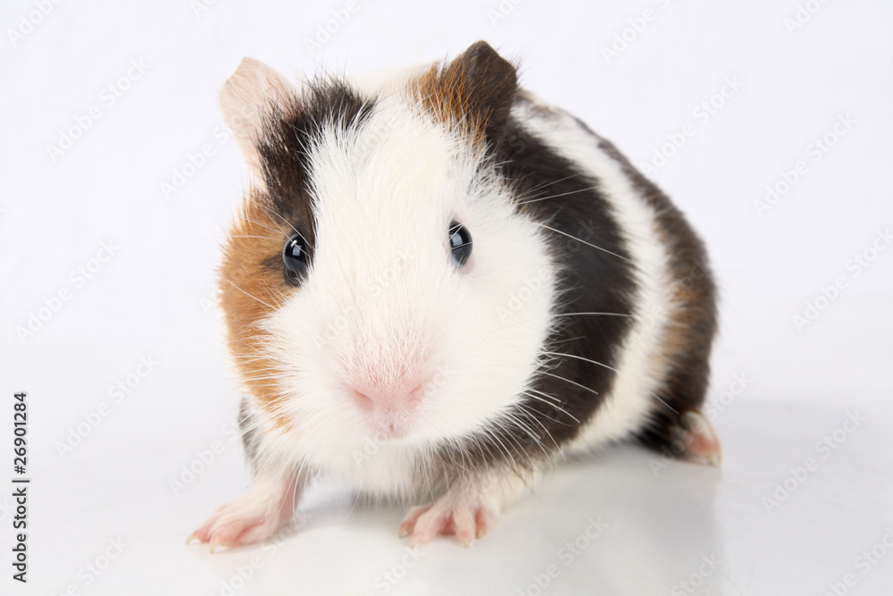 guinea pig