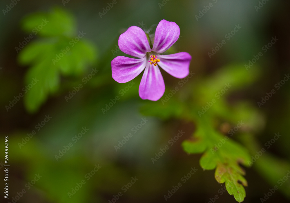 紫色小花的宏观