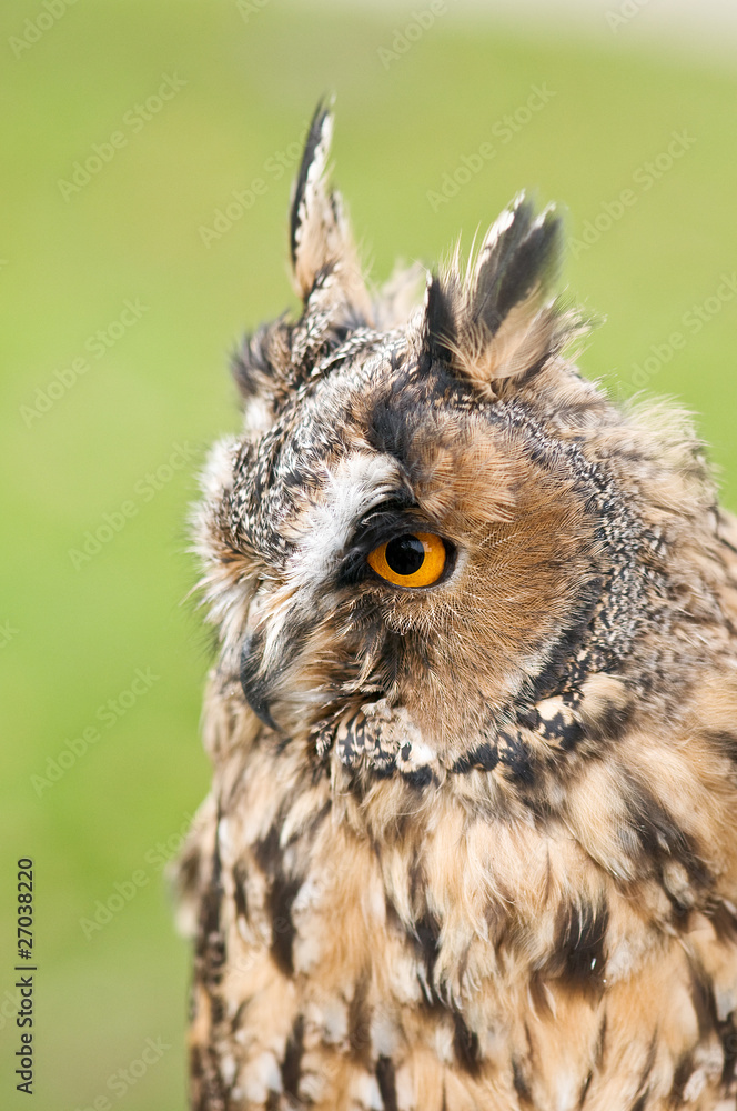 owl