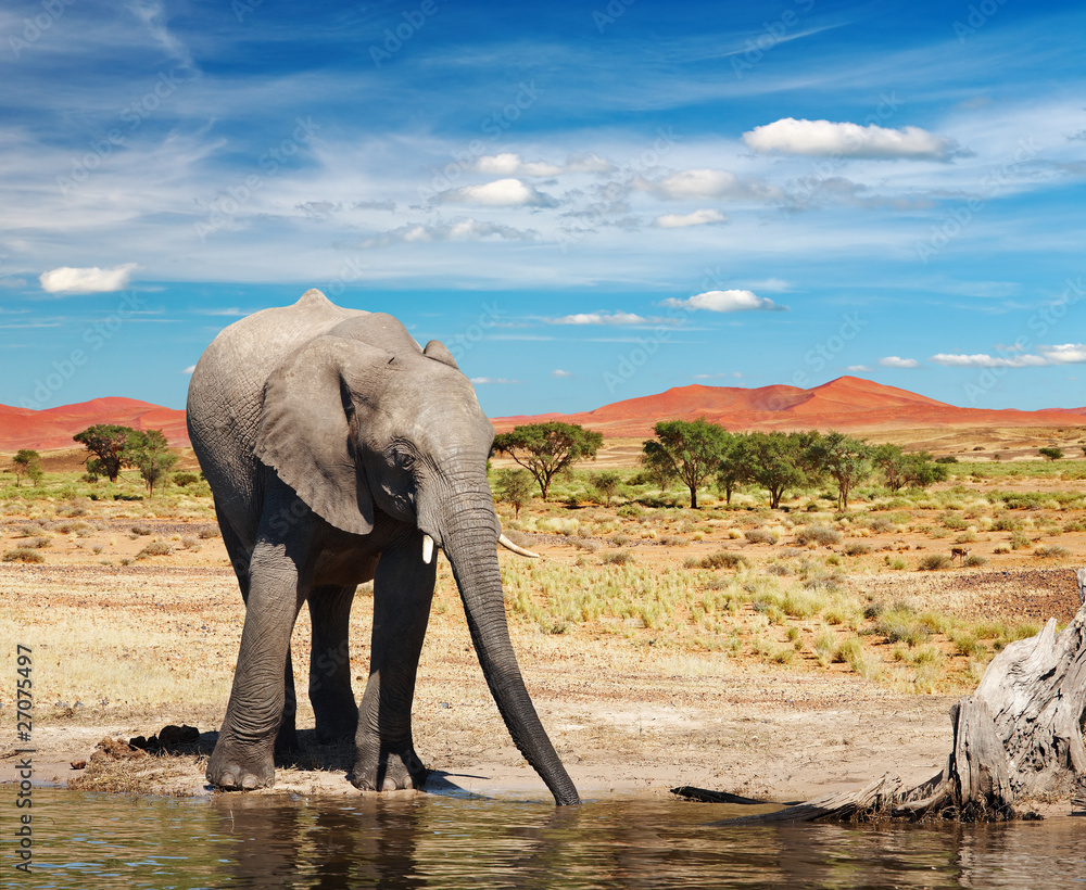 Drinking elephant