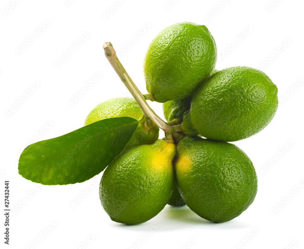 白底树枝上的Limes