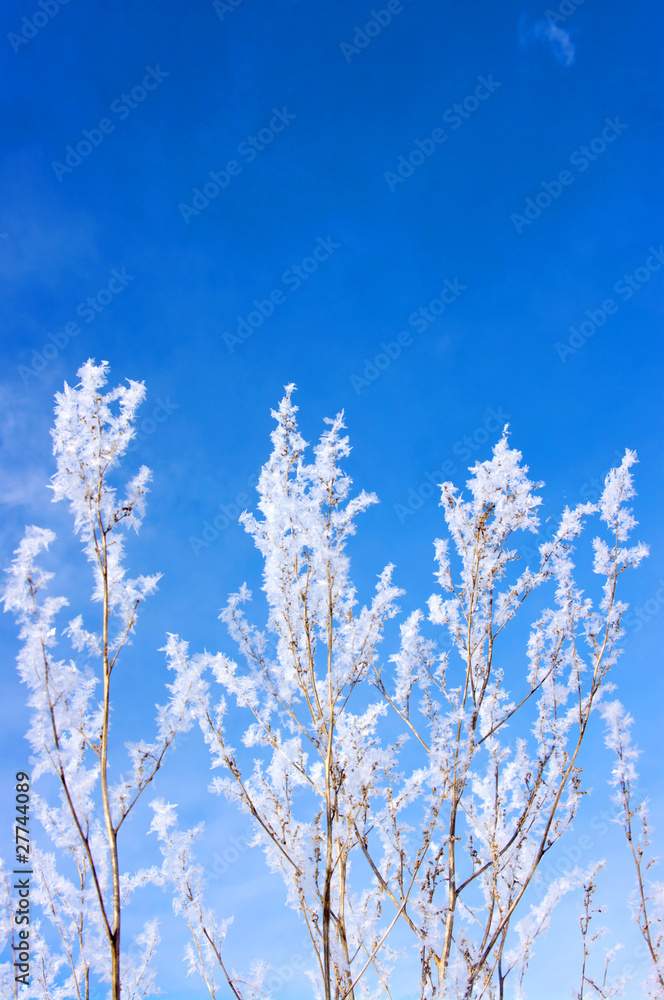 hoarfrost