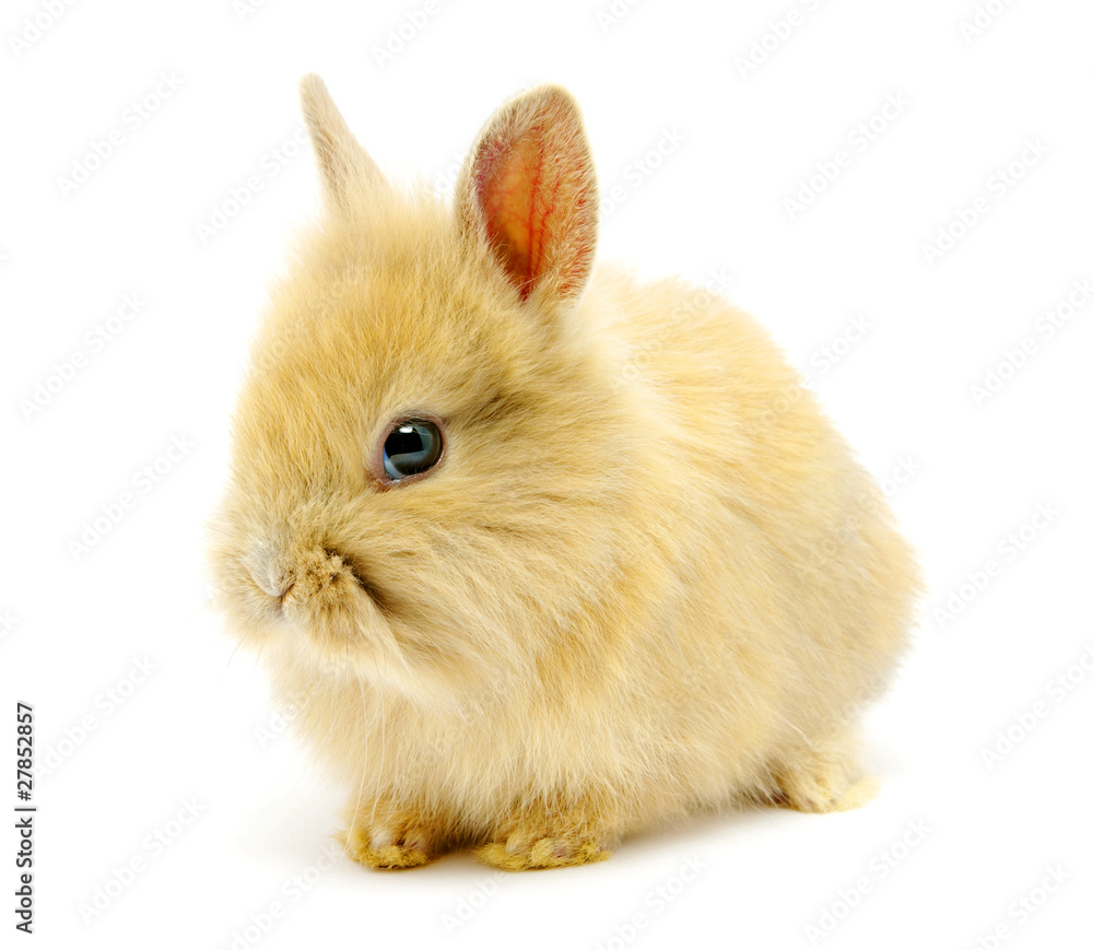 Small brown rabbit