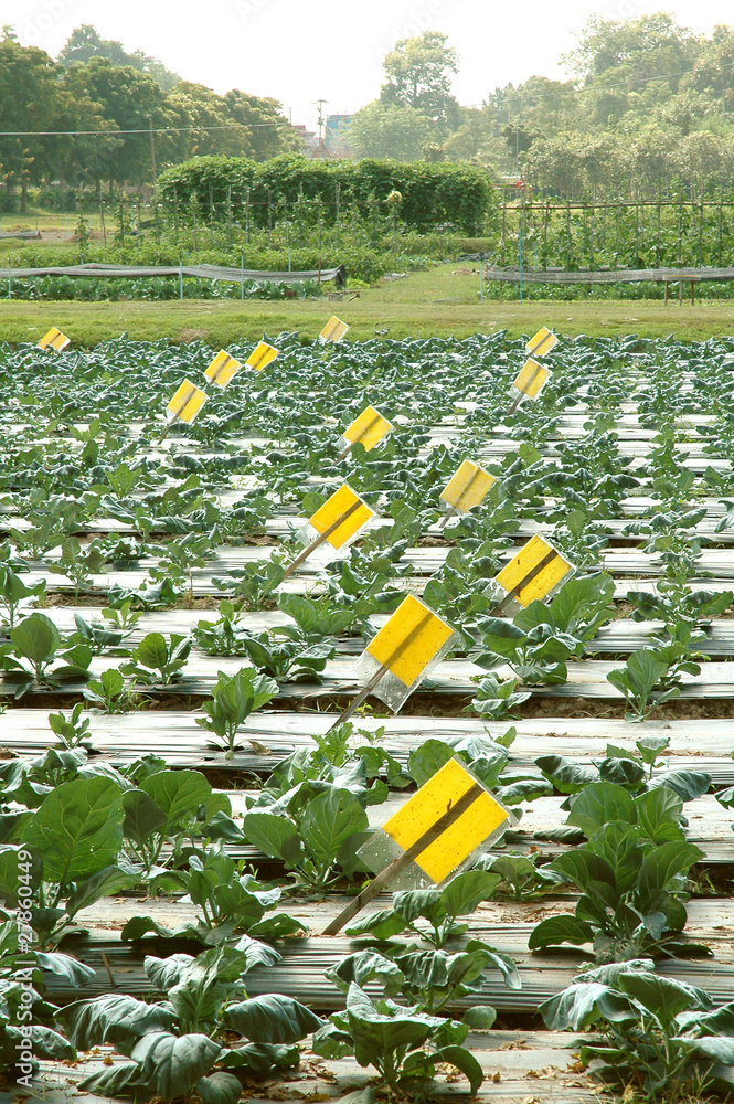 蔬菜农场研究