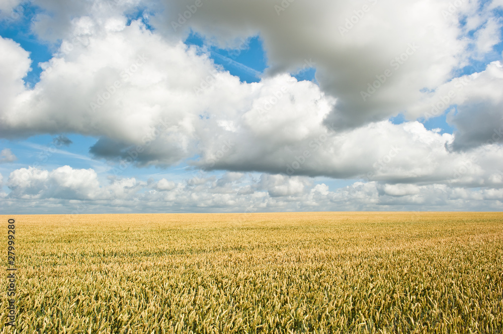 Wheat field