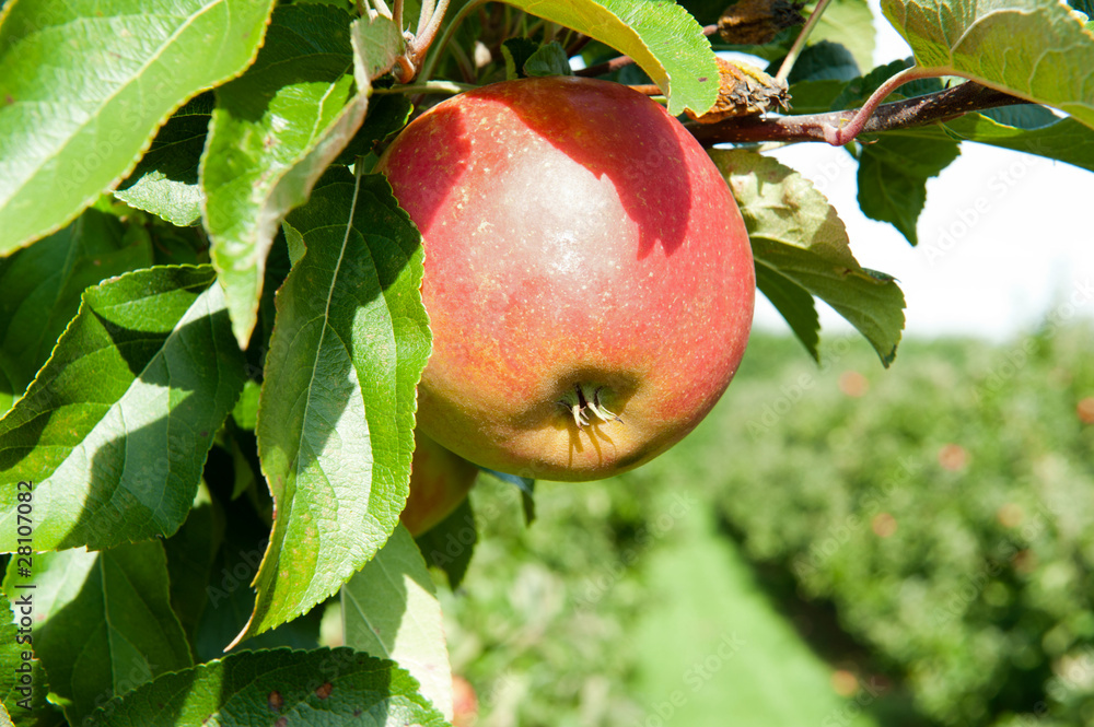 Red fresh apple on the branch. Shallow DOF