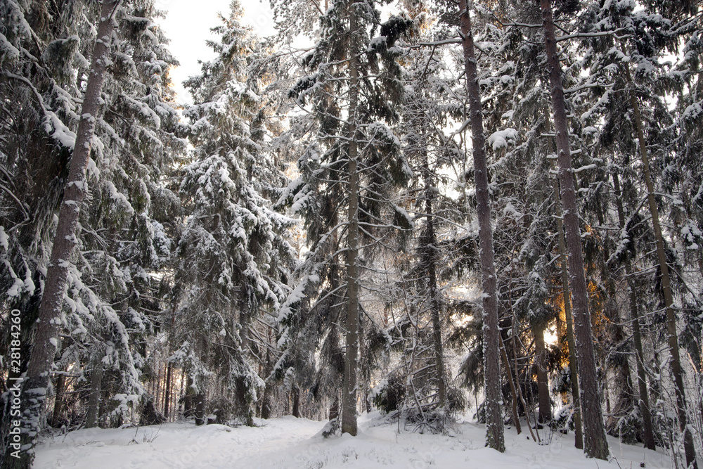 雪中云杉