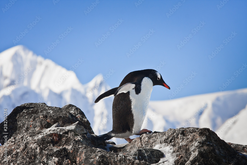 penguin on the rocks