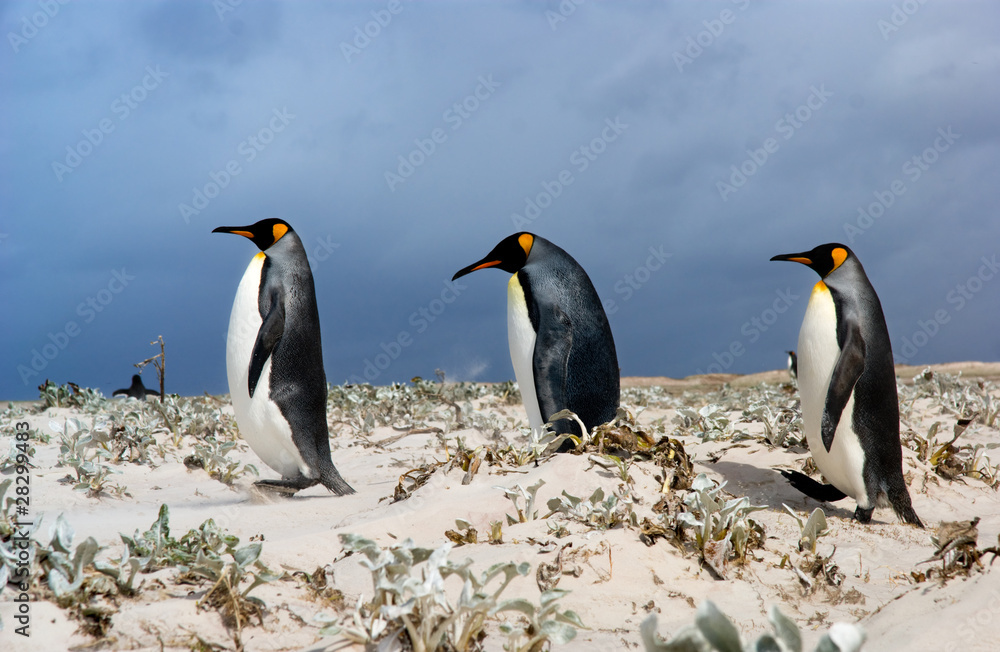 Three King Penguins