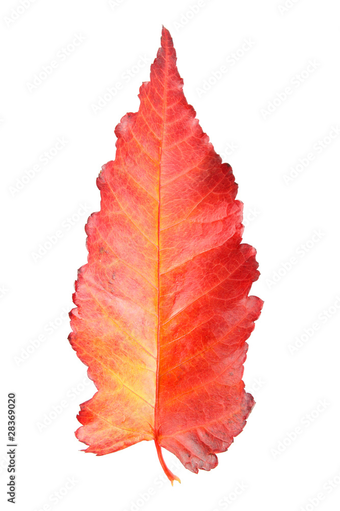 beautiful leaf