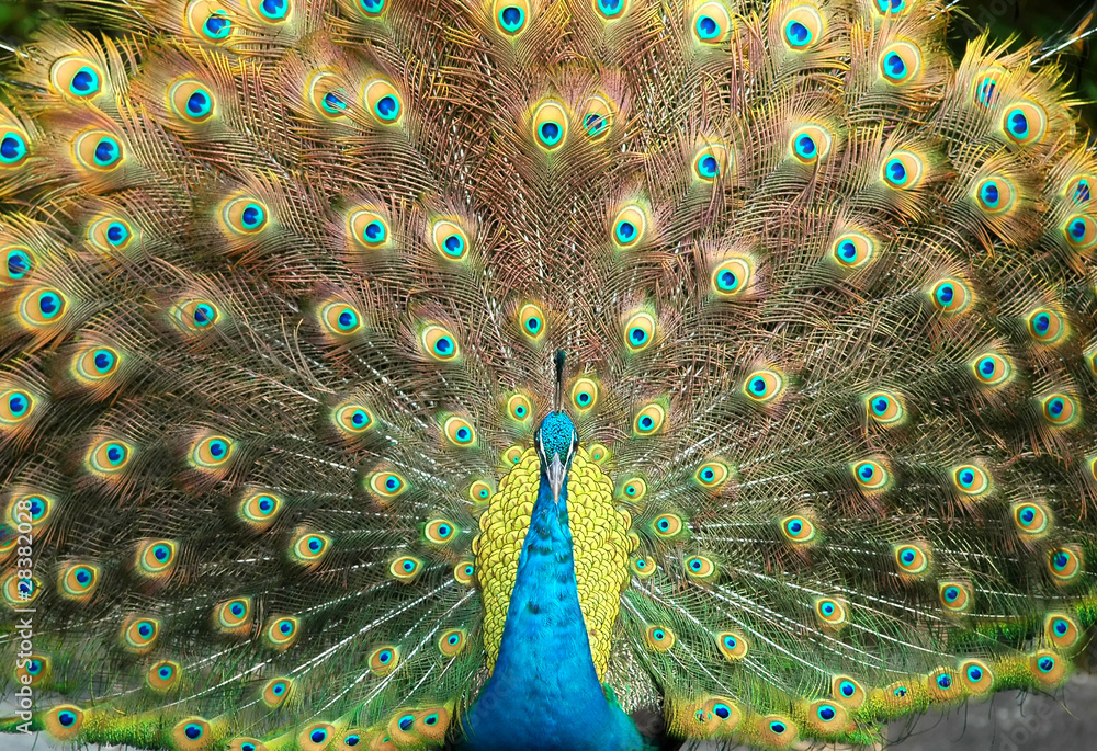 peacock portrait