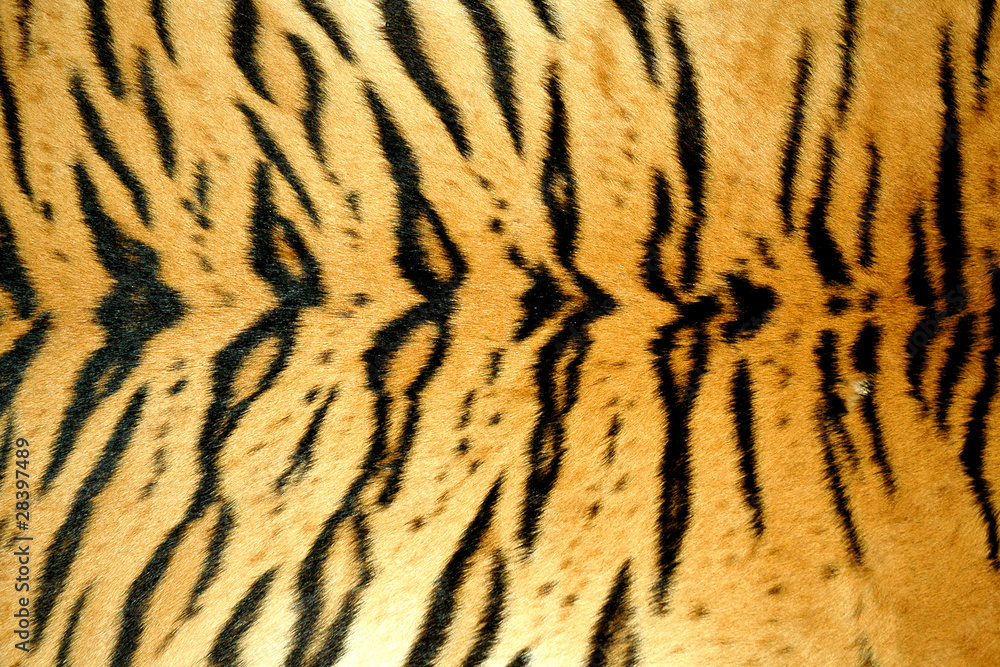 real tiger skin