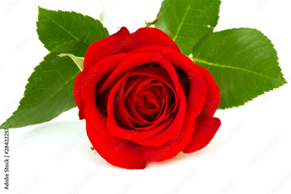 red rose with leafes