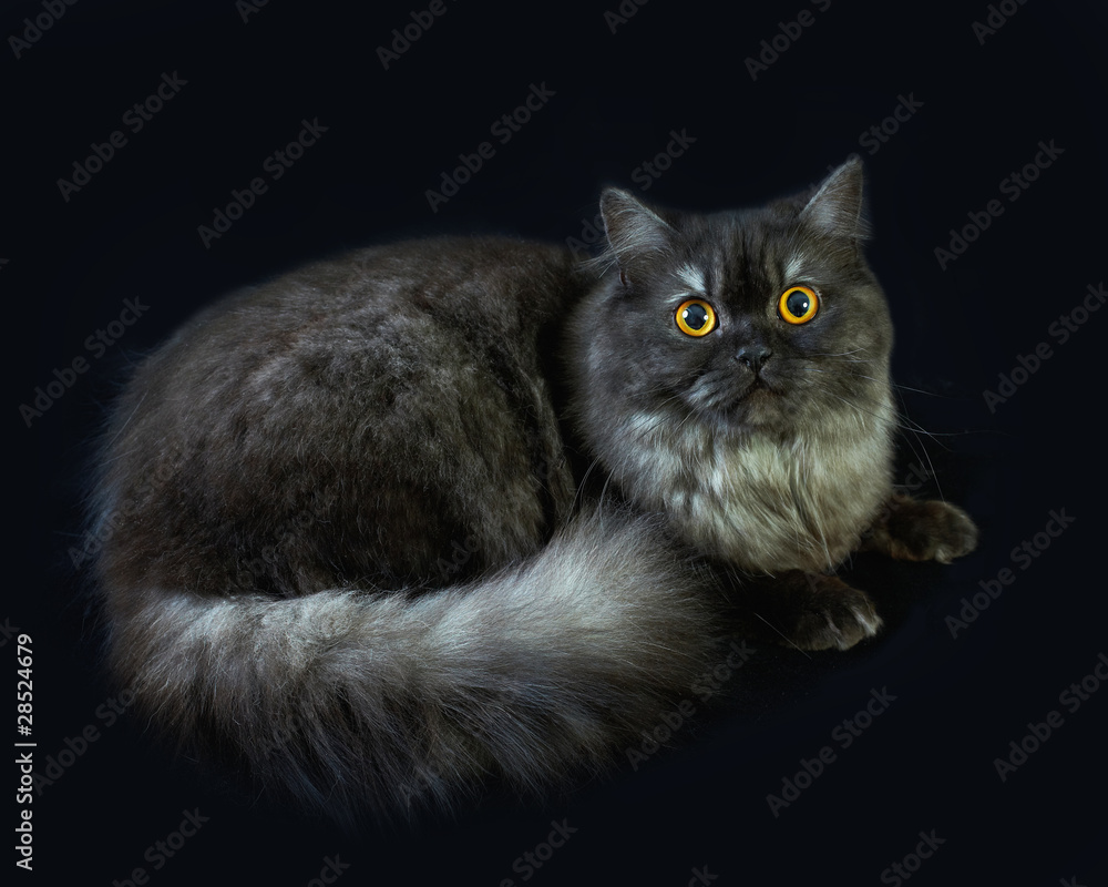 british long hair cat