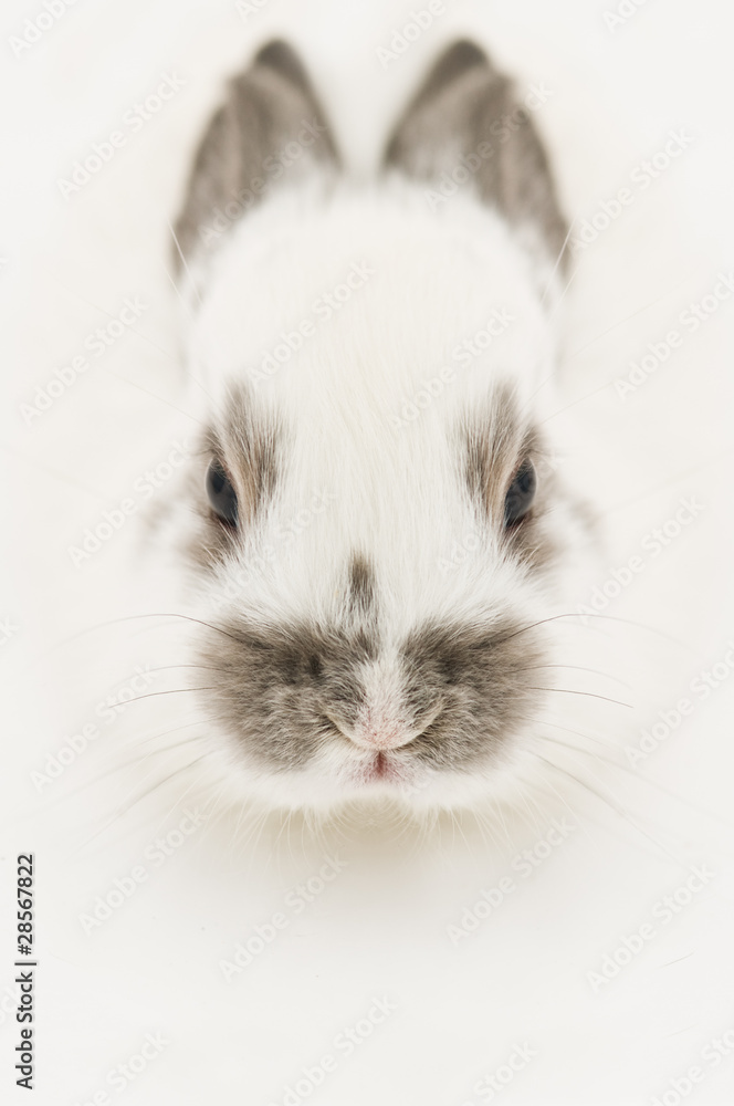 rabbit