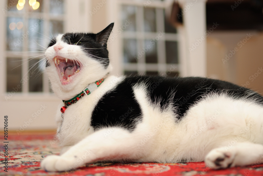 Yawing Cat