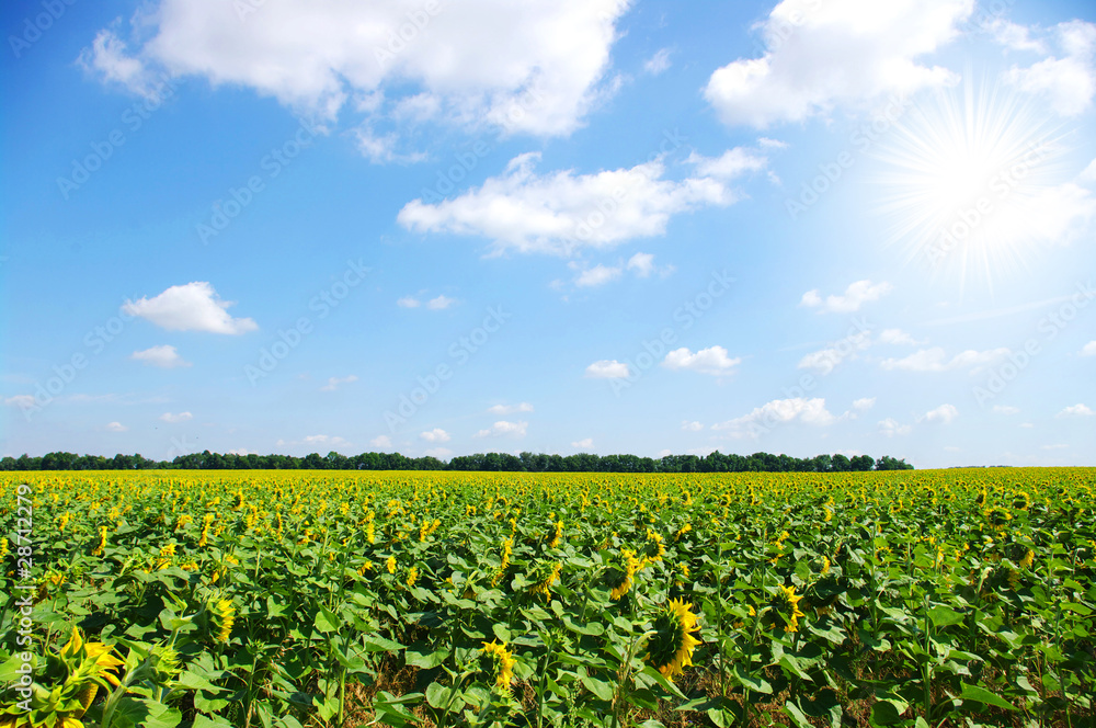 sunflowers