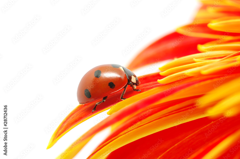 ladybug