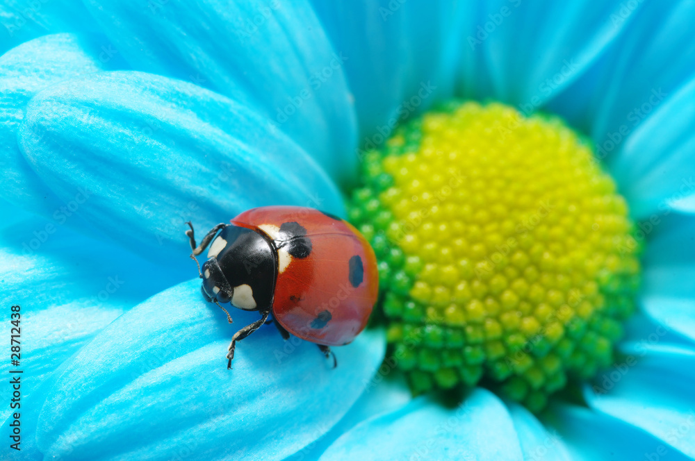 ladybug