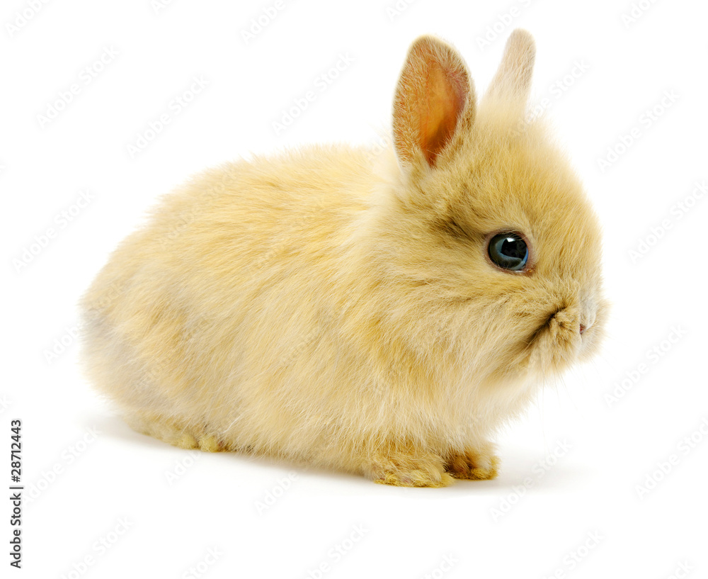 rabbit