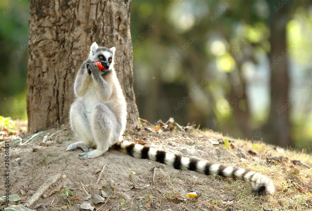 ring-tailed lemur