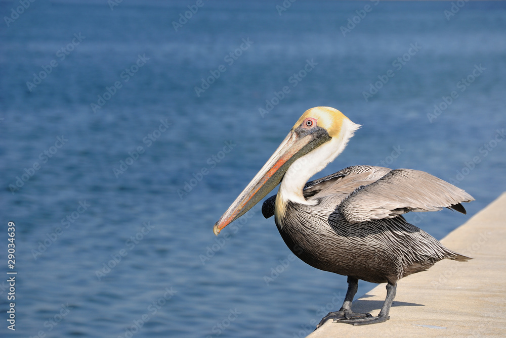 Pelican on a Coastal Wall