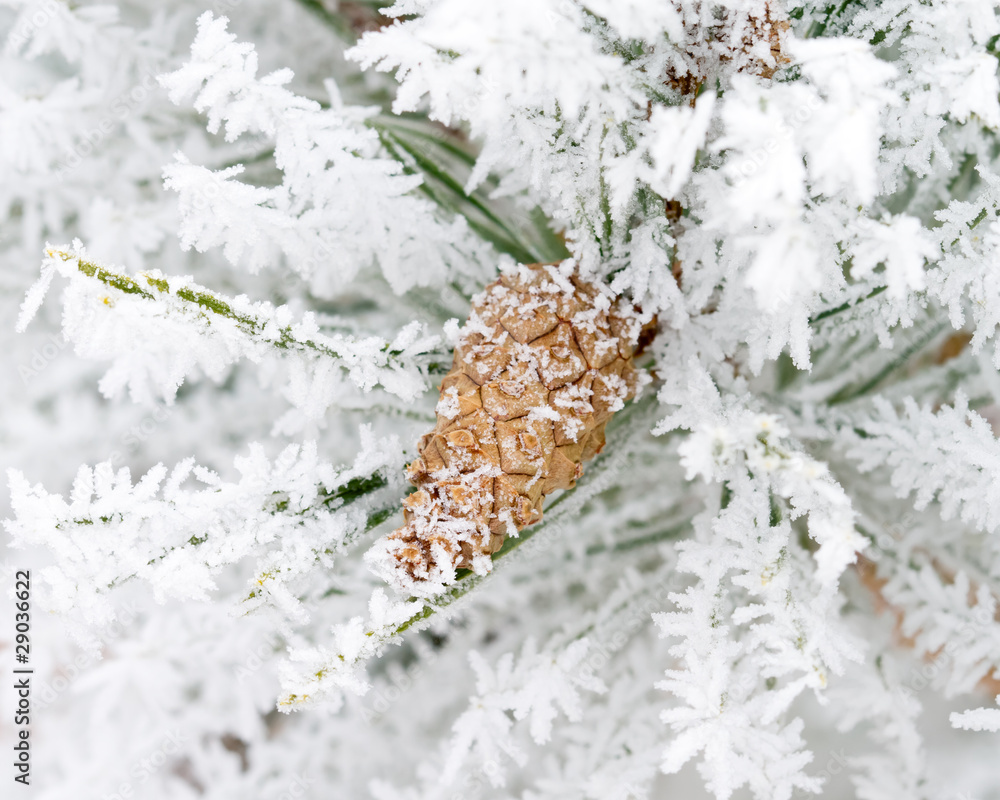 cone on frosty pine tree