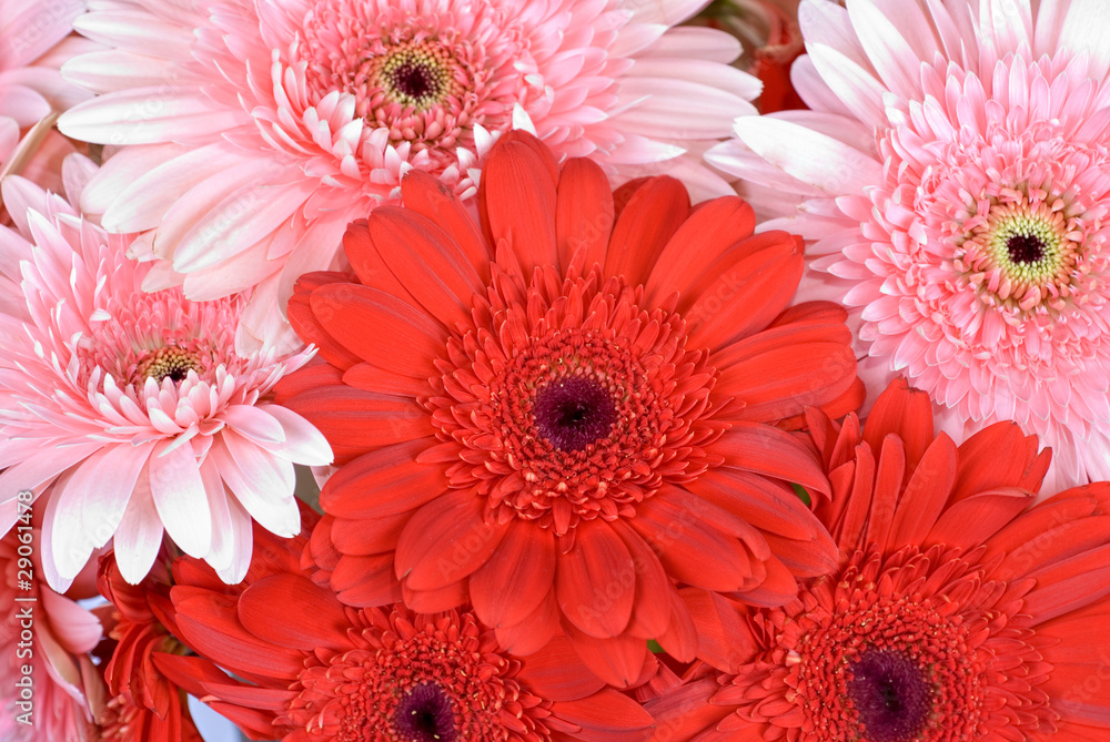 gerbera flowers